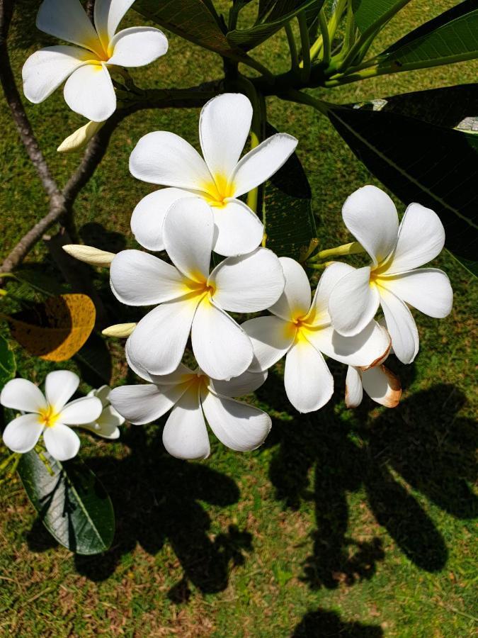 Bed and Breakfast Samui Blue Bird Mae Nam Zewnętrze zdjęcie