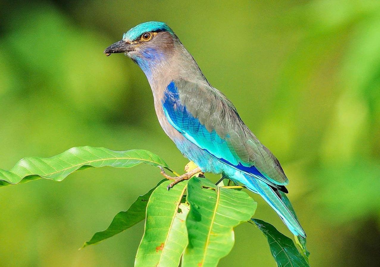 Bed and Breakfast Samui Blue Bird Mae Nam Zewnętrze zdjęcie